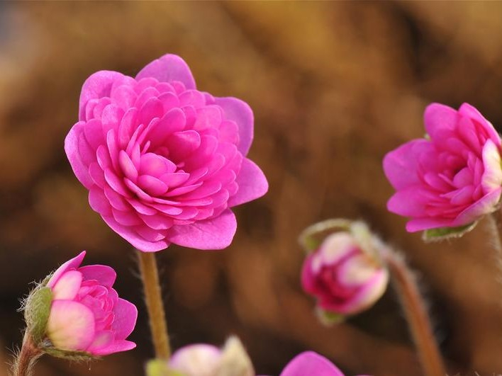 Hepatica nobilis 'Rubra Plena'-26241