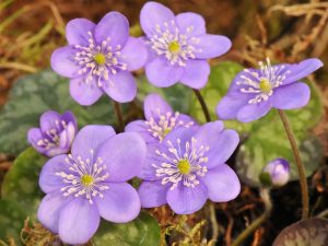 Hepatica nobilis var. pyrenaica ex Harold Bawden-0