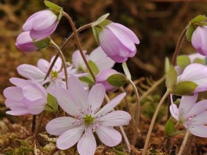 Hepatica transsilvanica 'Lilacina'-0