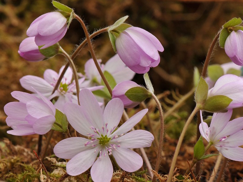 Hepatica transsilvanica 'Lilacina'-0