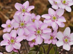 Hepatica 'Ashwood Charm' (H. nobilis var. pyrenaica x H. japonica)-0