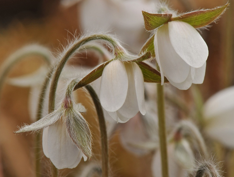 Hepatica americana var. acuta-148