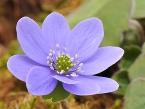 Hepatica yamatutai x H. transsilvanica-15196