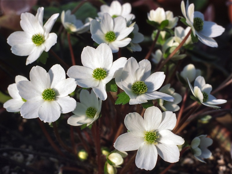 Hepatica yamatutai-0
