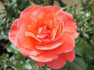 Rosa floribunda Happy Anniversary 'Bedfranc'-0