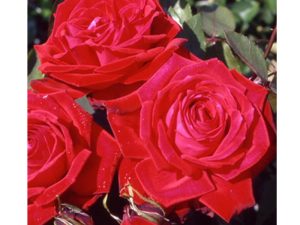 Rosa Hybrid Tea Happy Ruby Wedding 'Frynoble'-0