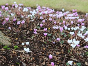 Cyclamen hederifolium mixed colours-0