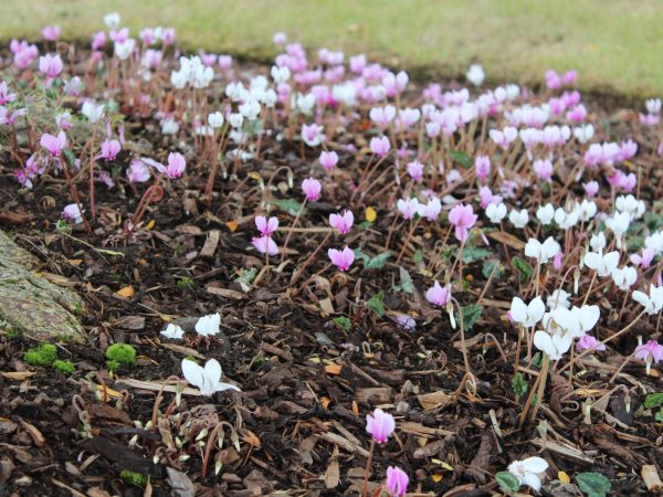 Cyclamen hederifolium mixed colours-0
