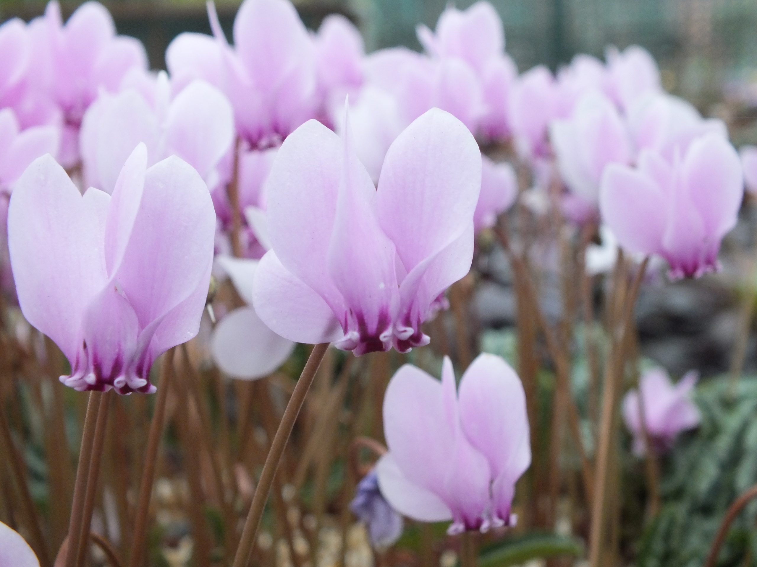 Cyclamen hederifolium Pink Shades-0