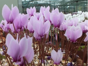 Cyclamen hederifolium Silver-leafed group-0