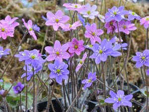 Hepatica americana var. acuta x H. nobilis (mixed colours)-0