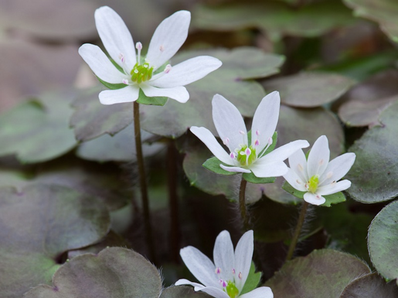 Hepatica henryi-12710