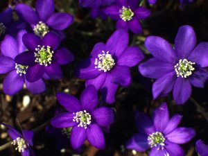 Hepatica nobilis ex Indigo Strain-0