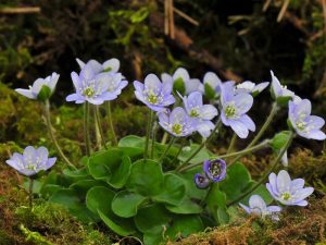 Hepatica nobilis Pygmy Group (blue)-0