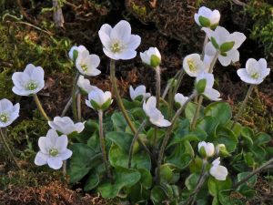 Hepatica nobilis Pygmy Group (white)-0