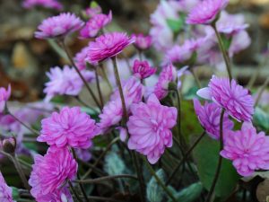 Hepatica nobilis 'Rubra Plena'-0
