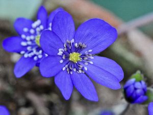 Hepatica transsilvanica 'Supernova'-0