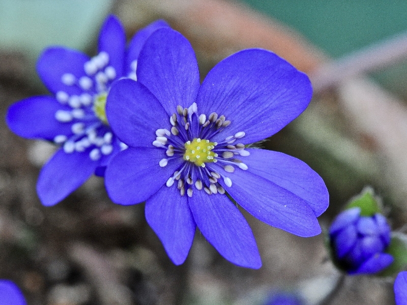 Hepatica transsilvanica 'Supernova'-0