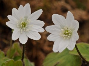 Hepatica transsilvanica 'Alba'-0