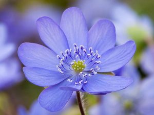 Hepatica transsilvanica (Blue)-0
