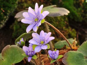 Hepatica transsilvanica 'Harvington Beauty'-0