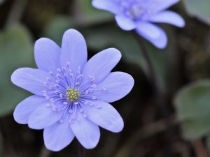 Hepatica transsilvanica 'Loddon Blue'-0