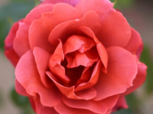 Rosa floribunda Hot Chocolate 'Wekpaltlez'-0
