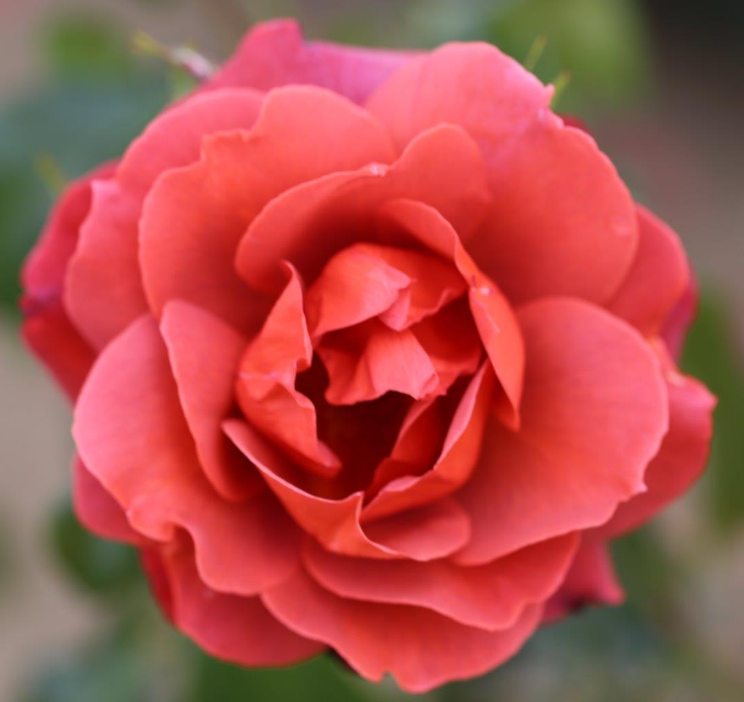 Rosa floribunda Hot Chocolate 'Wekpaltlez'-0