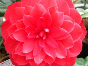Camellia japonica 'Imbricata Rubra'-0