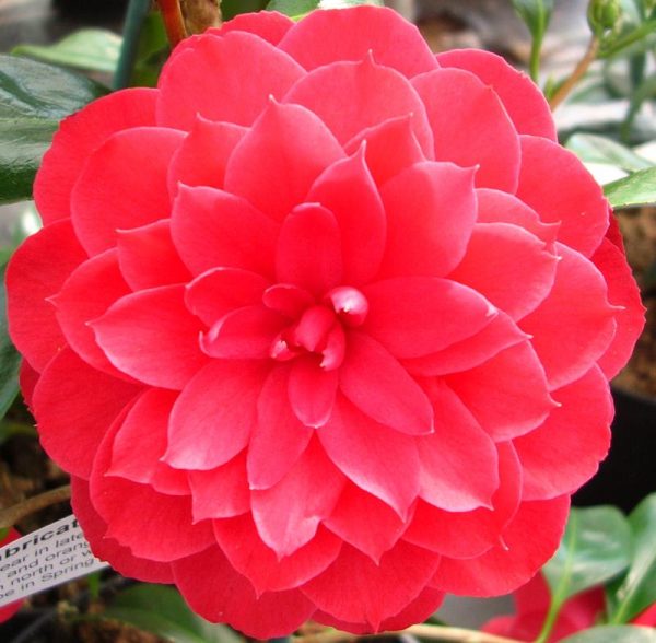 Camellia japonica 'Imbricata Rubra'-0
