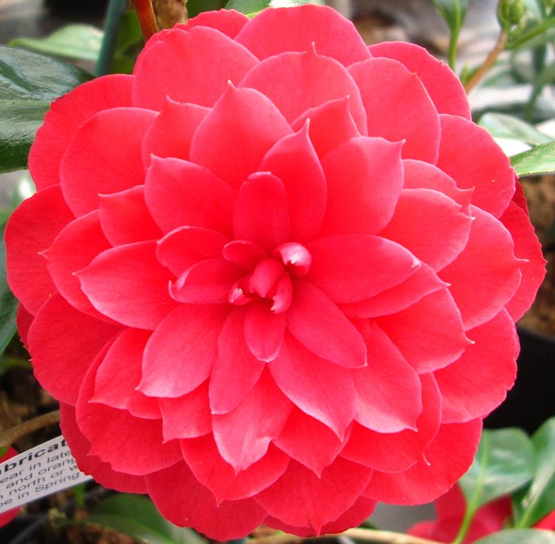 Camellia japonica 'Imbricata Rubra'-0