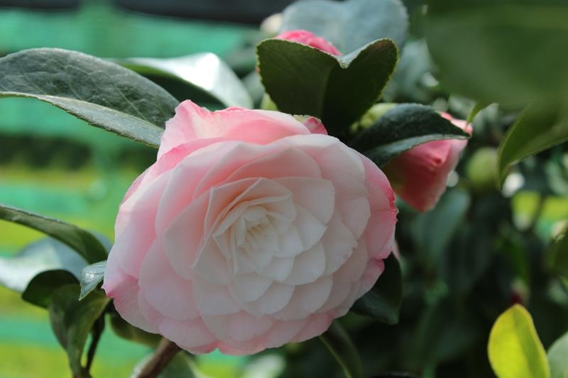 Camellia japonica 'Desire'-20134