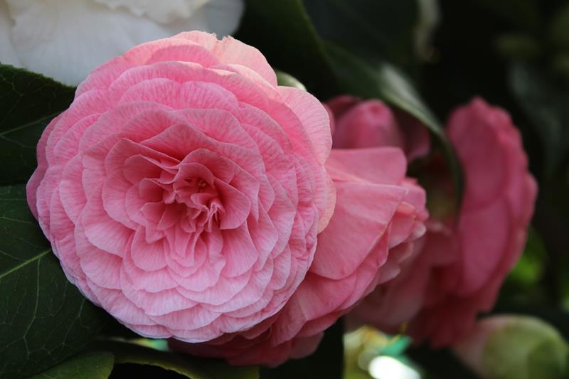 Camellia japonica 'Nuccio's Amigo'-20146