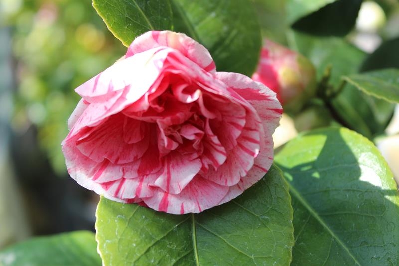 Camellia japonica 'Hanafuki'-20158