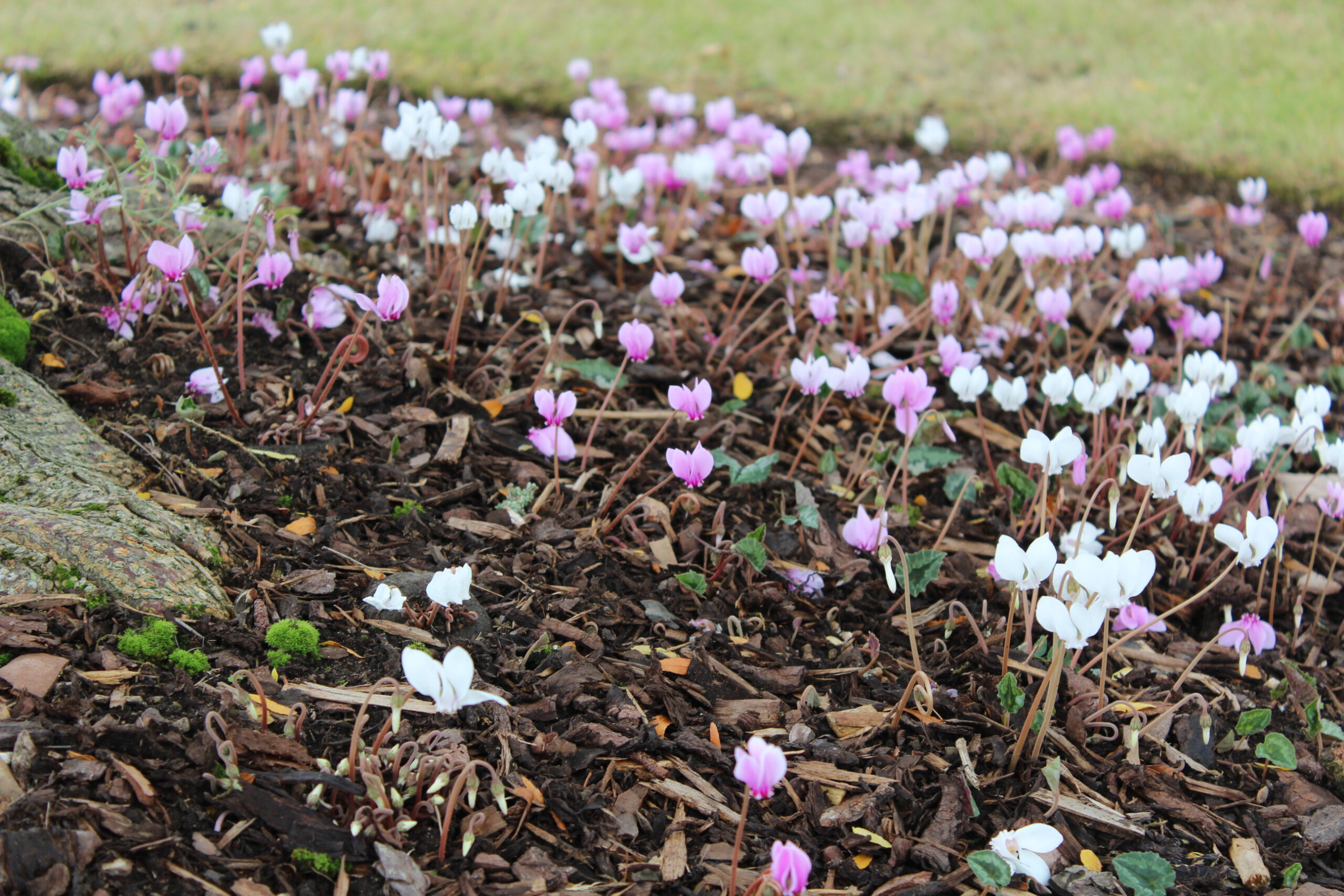 Cyclamen hederifolium mixed colours-20835