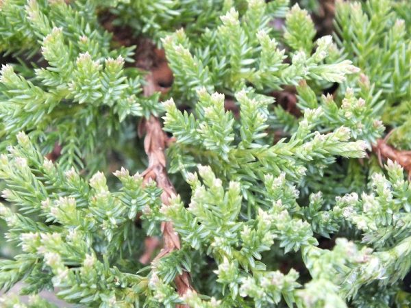 Juniperus horizontalis 'Prince of Wales'-0