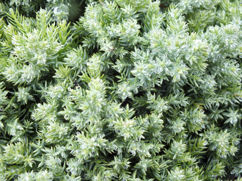 Juniperus procumbens 'Nana'-320