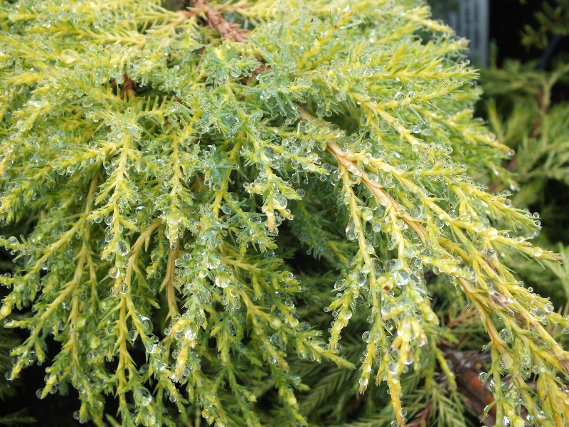 Juniperus x media 'Carbery Gold'-324