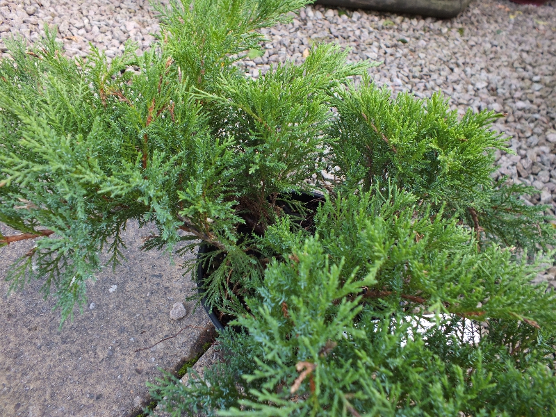 Juniperus sabina 'Tamariscifolia'-432