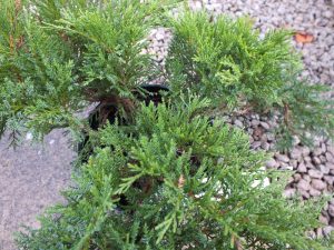 Juniperus sabina 'Tamariscifolia'-0