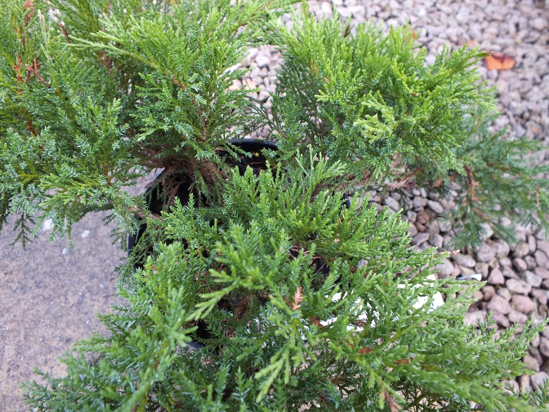 Juniperus sabina 'Tamariscifolia'-0