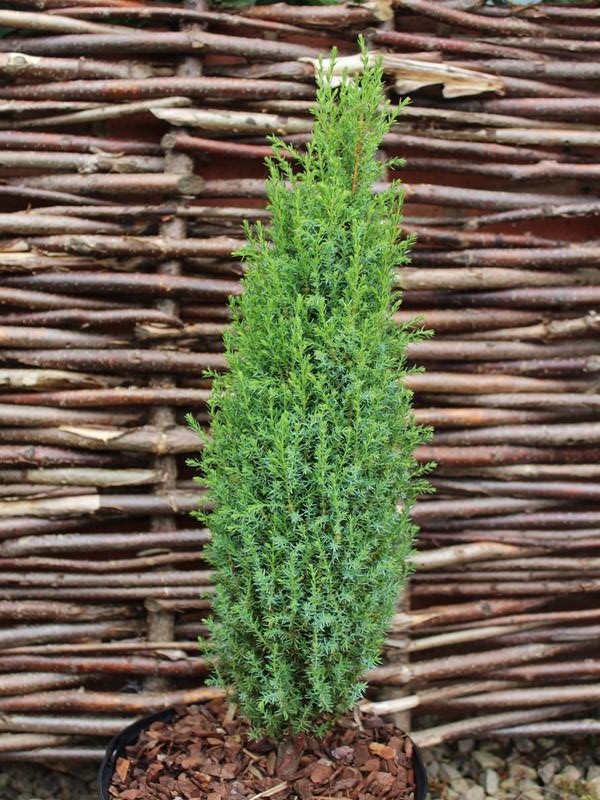 Juniperus communis 'Compressa' (1 litre pot)-9979