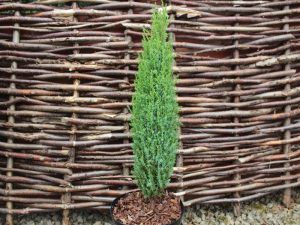 Juniperus communis 'Compressa' (1 litre pot)-0