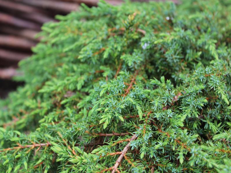 Juniperus communis 'Green Carpet'-9984