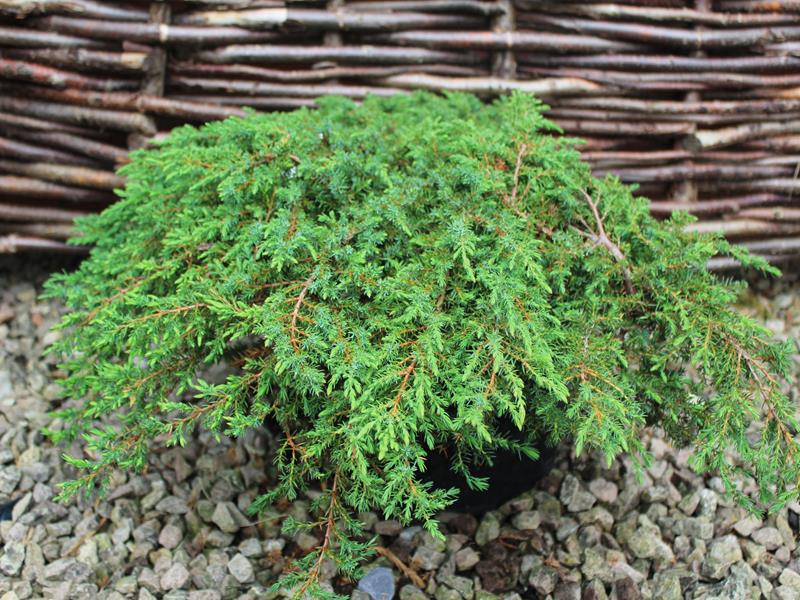 Juniperus communis 'Green Carpet'-0