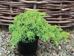 Juniperus procumbens 'Nana'-0