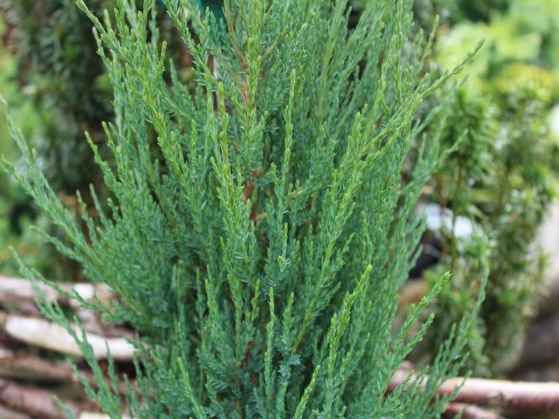 Juniperus virginiana (scopulorum) 'Blue Arrow'-9995