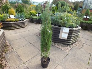 Juniperus virginiana (scopulorum) 'Blue Arrow'-0