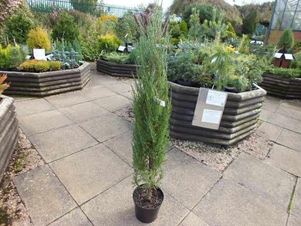 Juniperus virginiana (scopulorum) 'Blue Arrow'-0