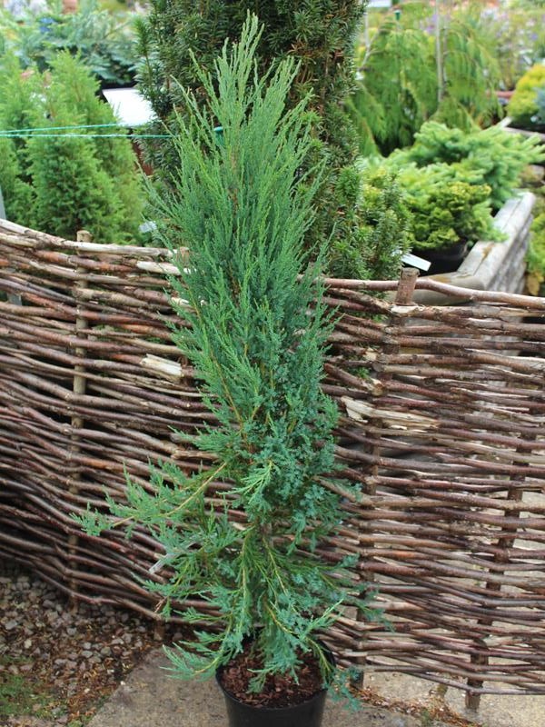 Juniperus virginiana (scopulorum) 'Blue Arrow'-9994